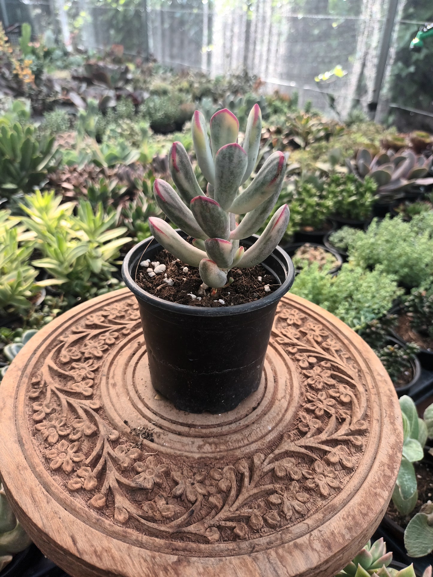 Cotyledon orbiculata var.flanaganii variegata