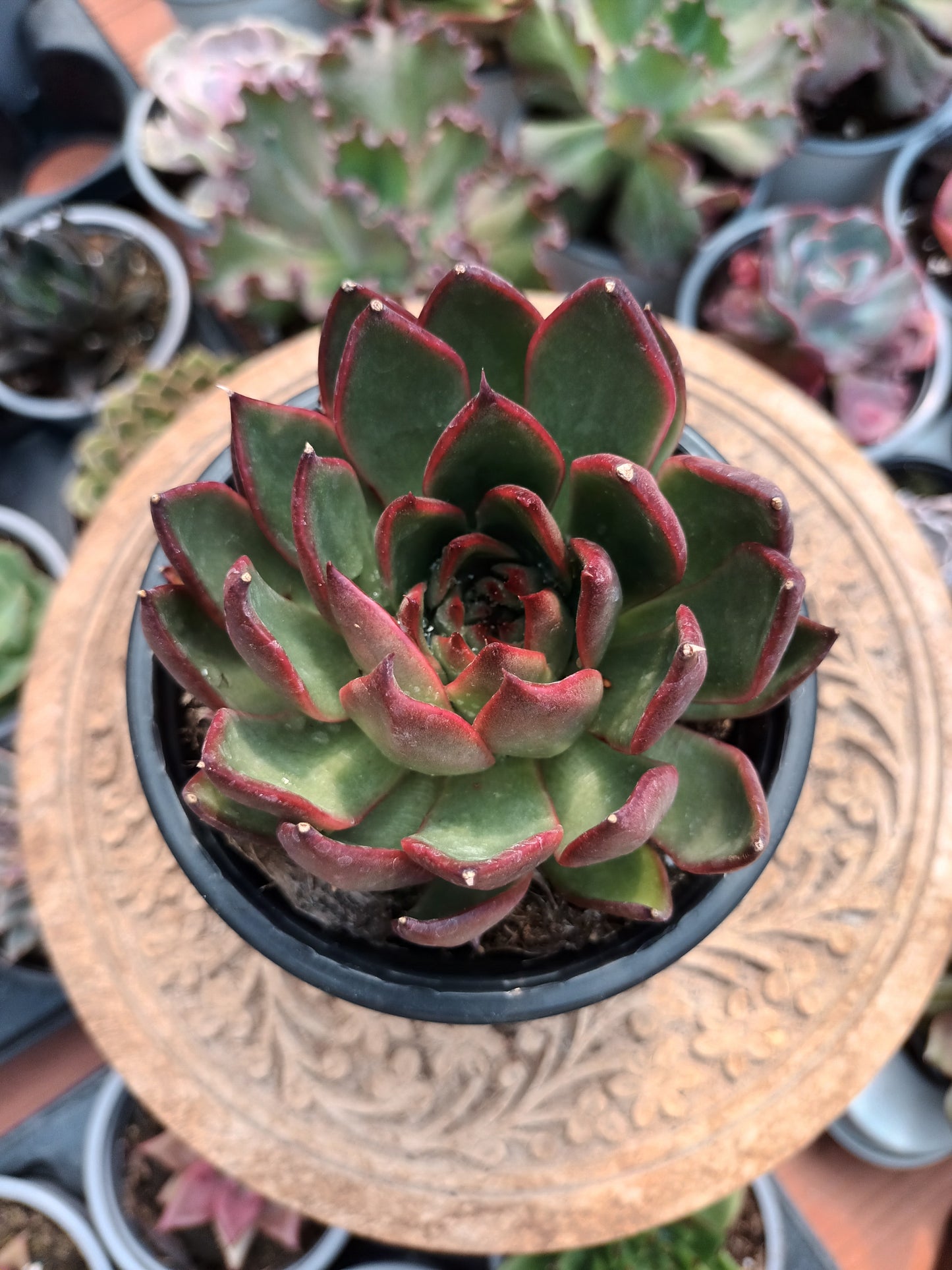 Echeveria Christmas