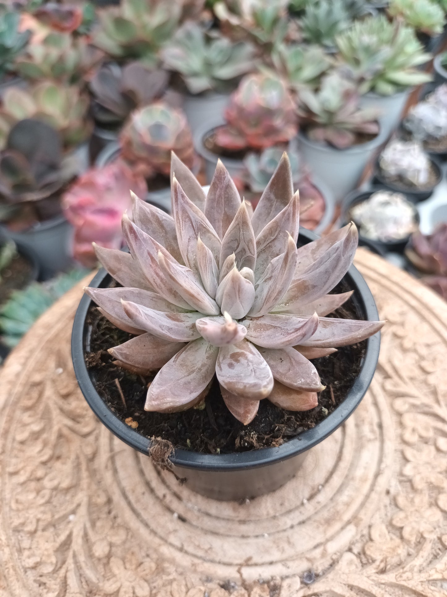 Echeveria craigiana