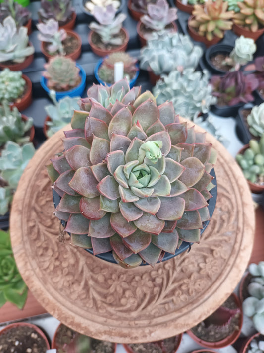 Echeveria 'Romance'
