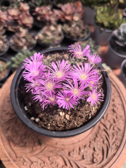 Trichodiadema densum