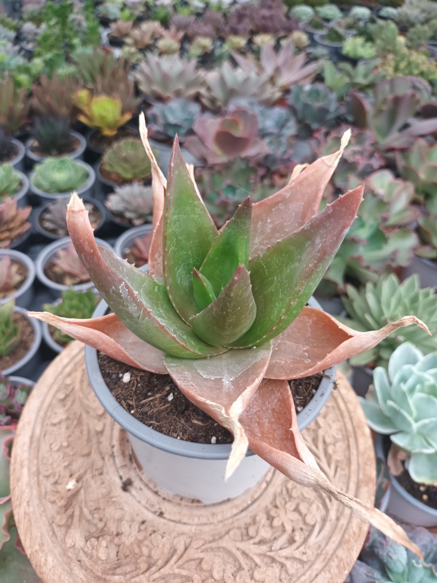 Gasteraloe Black Gemm