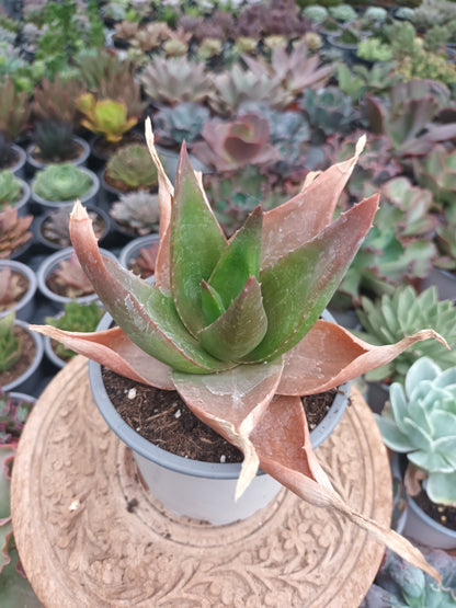 Gasteraloe Black Gemm