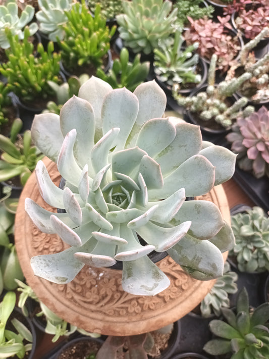 Echeveria Holy Gate