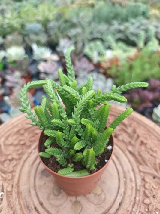 Crassula muscosa