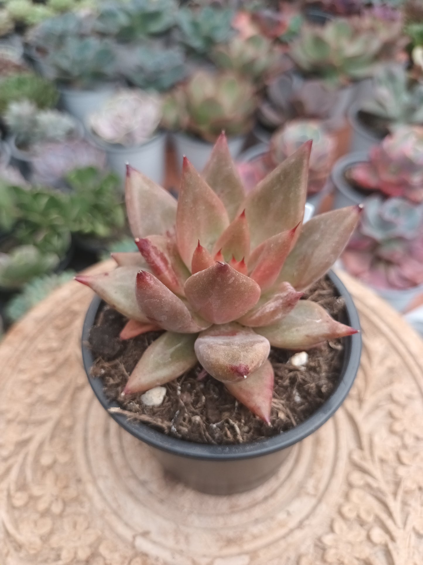 Echeveria Baiana