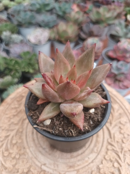 Echeveria Baiana