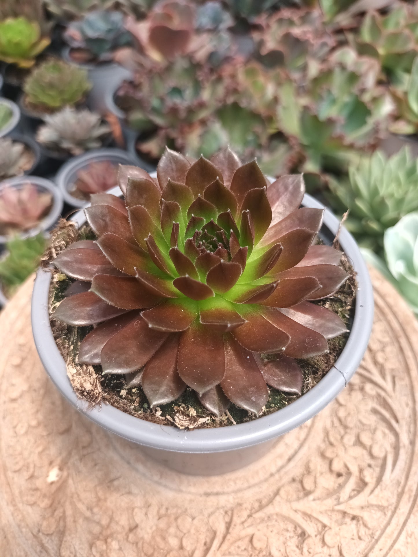 Sempervivum 'Janne d'Arc'