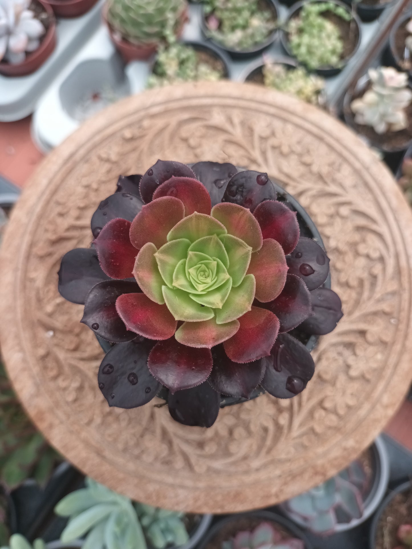 Aeonium kilimanjaro