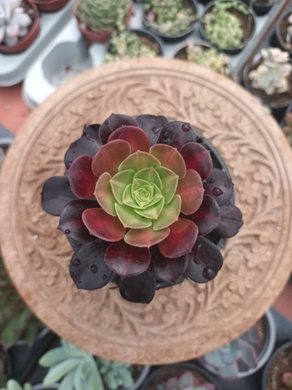 Aeonium kilimanjaro