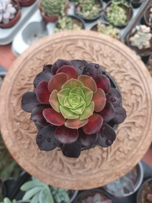 Aeonium kilimanjaro