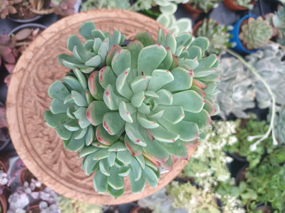 Echeveria Early Sunrise