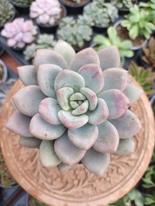 Graptoveria Opalina