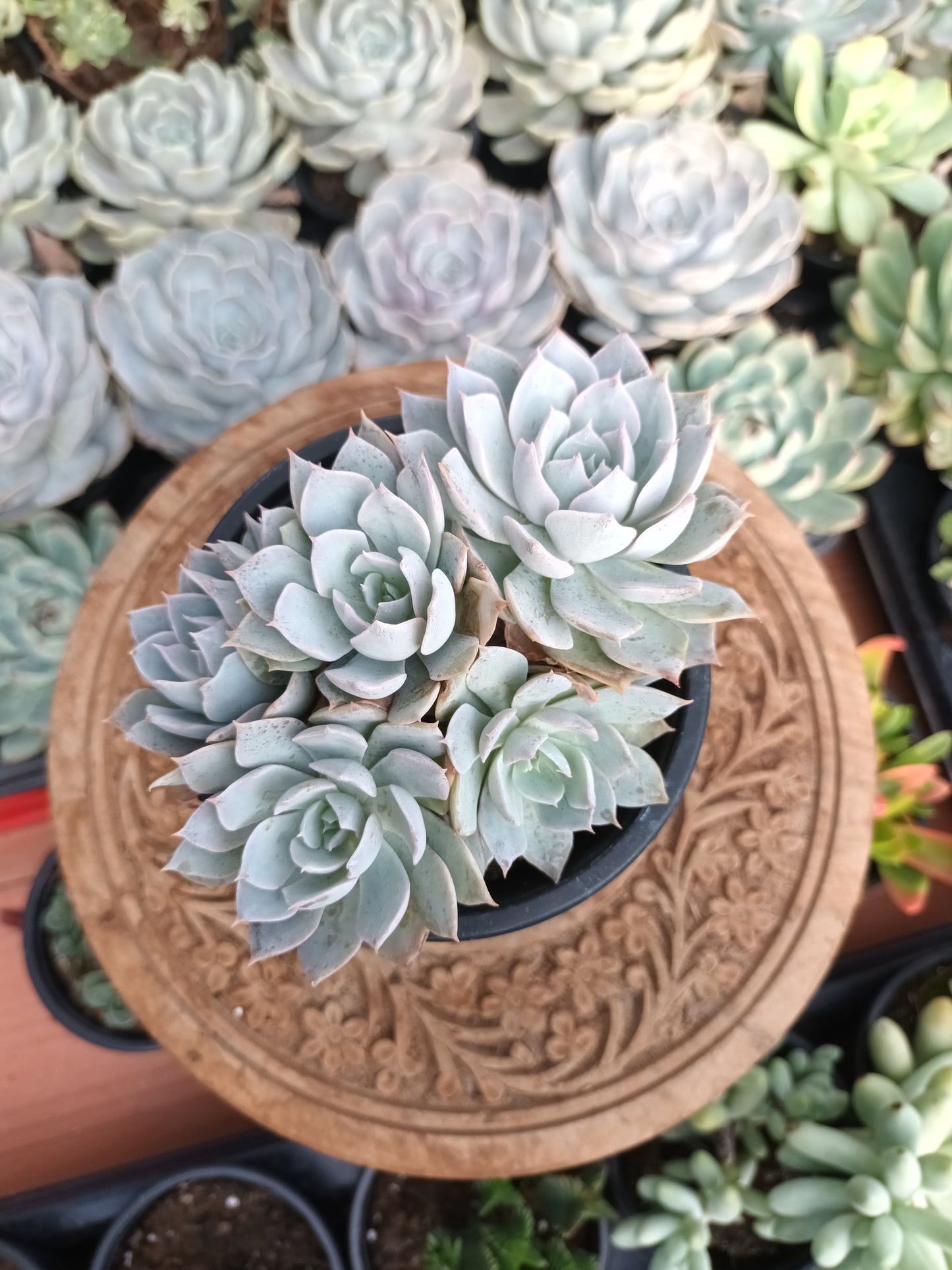 Echeveria canadian