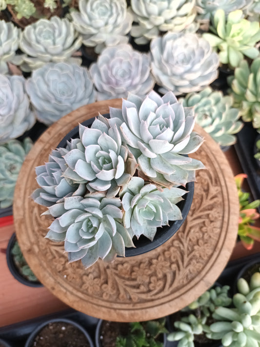 Echeveria canadian