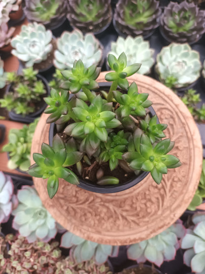 Sedeveria Jet Beads
