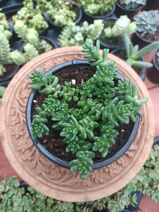 Sedum album