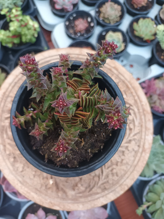 Crassula Exilis 'Tiger Jade'
