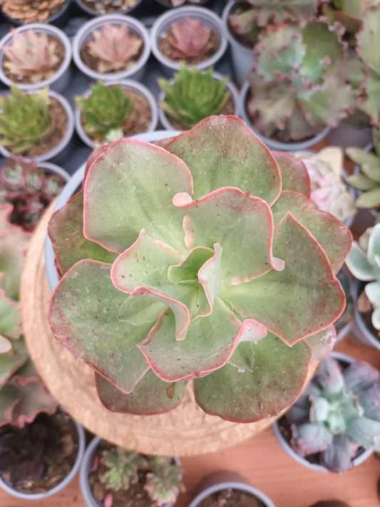 Echeveria Kissing