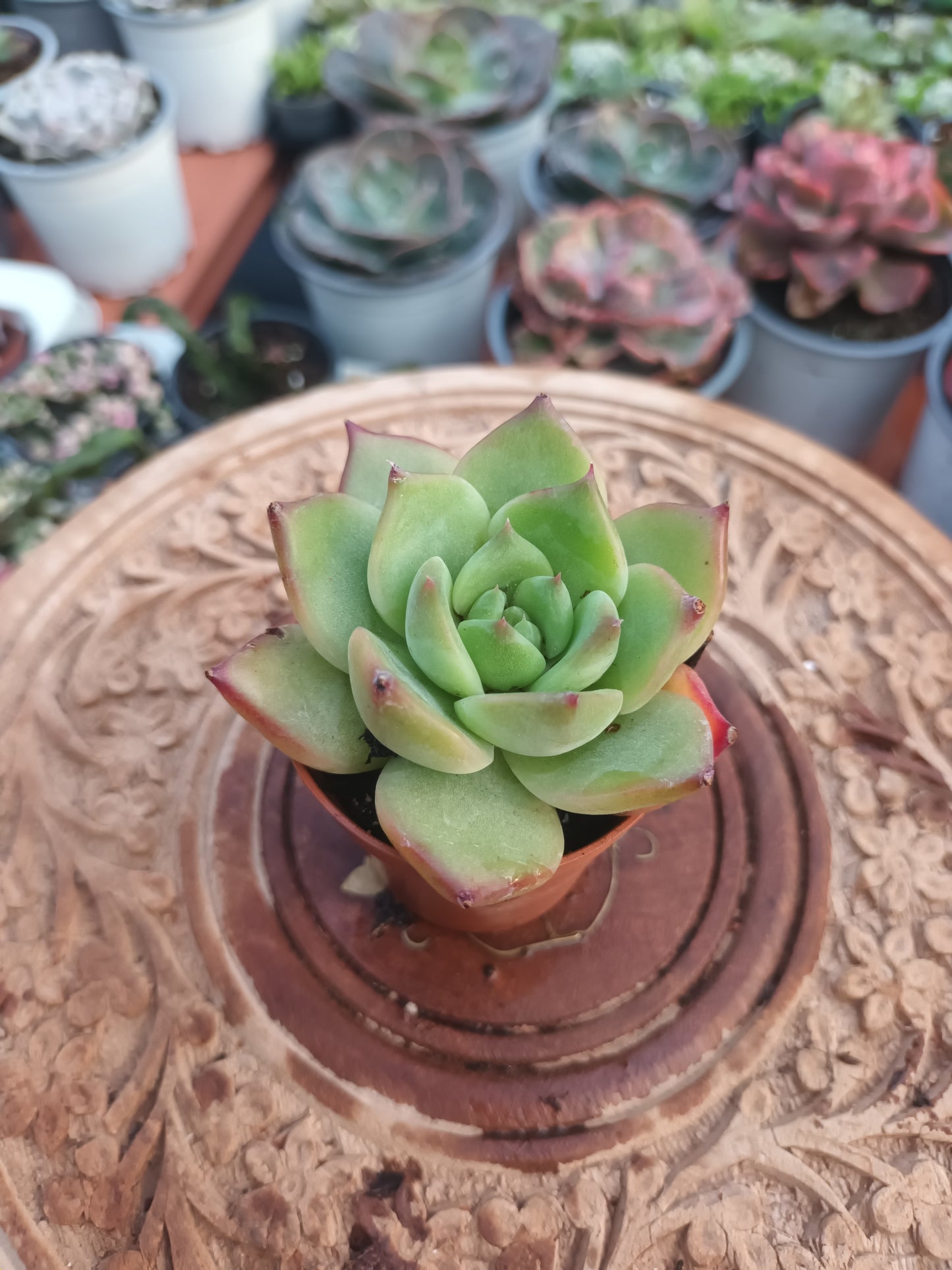 Echeveria  colorata mejico