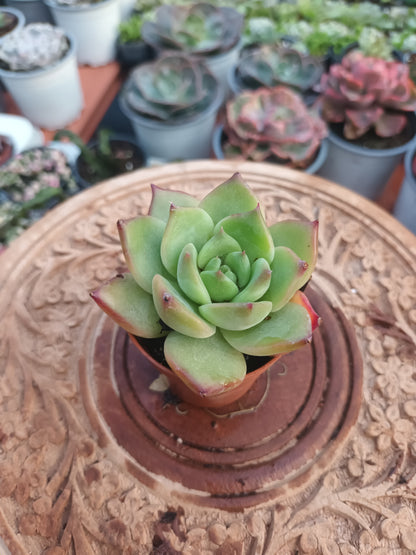 Echeveria  colorata mejico