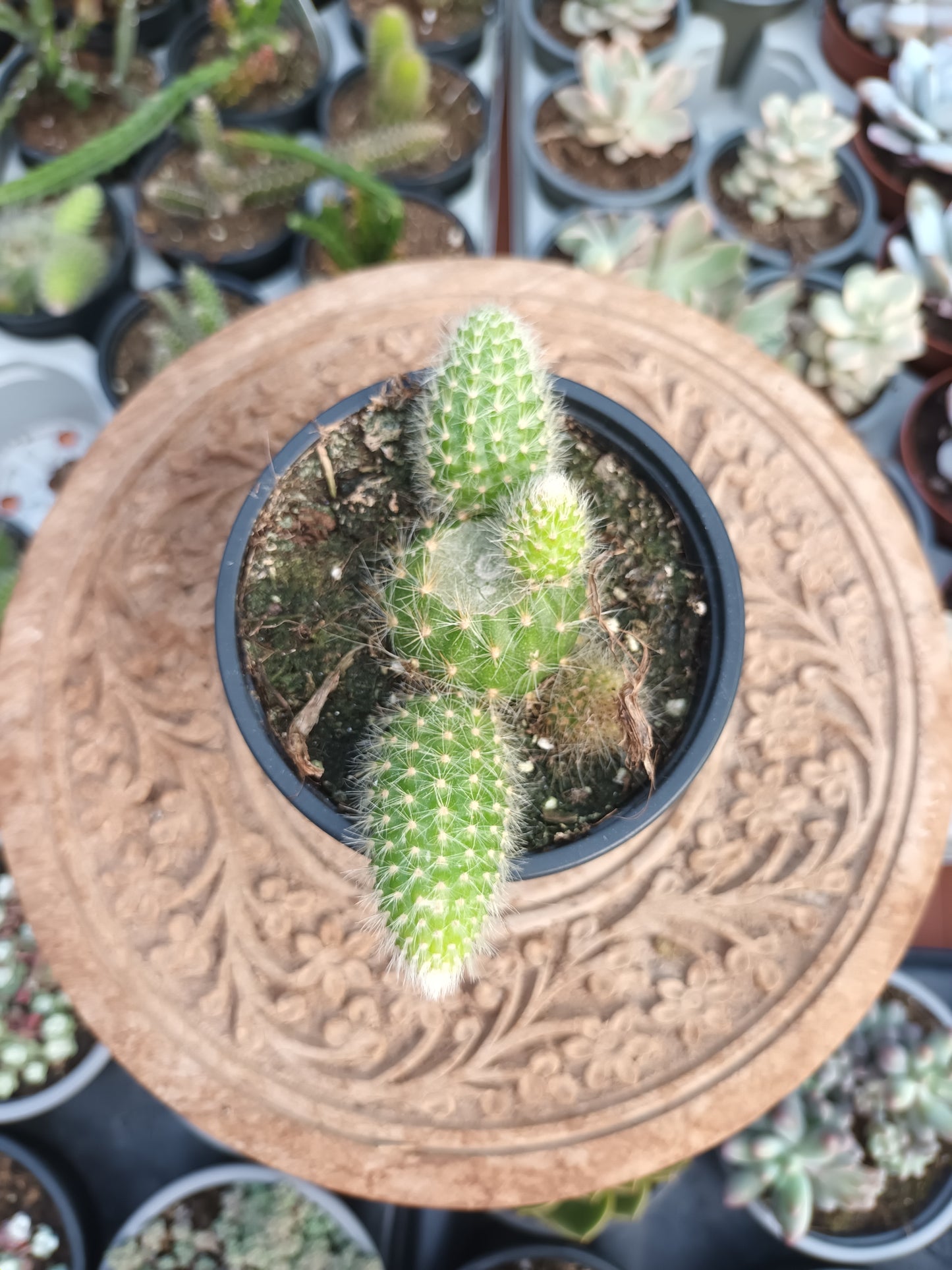 Cactus cola de mono