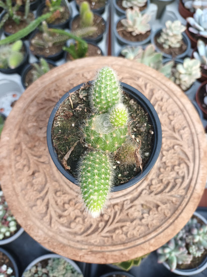 Cactus cola de mono