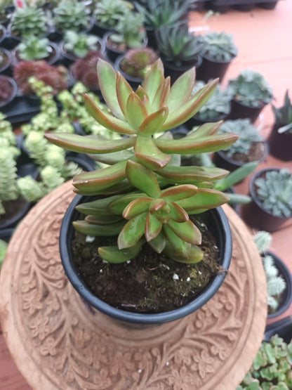 Sedum adolphii 'Orange Delight '
