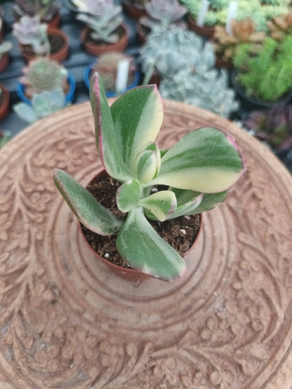 Crassula Ovata Variegata Lemon Lime