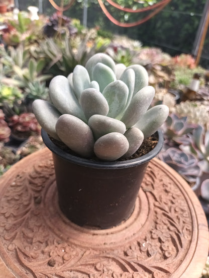 Pachyphytum oviferum
