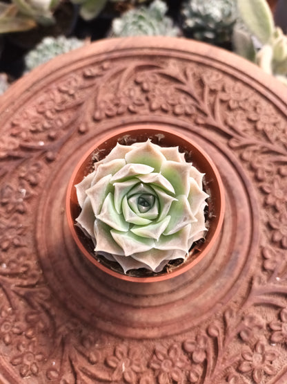 Echeveria hyalina Victoria