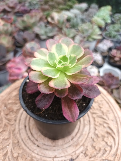 Aeonium Anna
