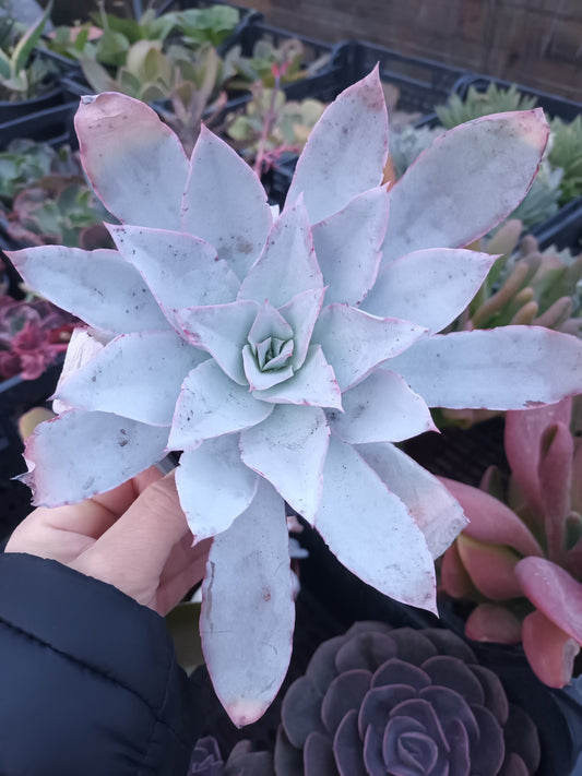 Echeveria Cante