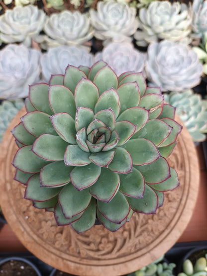 Echeveria 'Pelusida' / xPulidonis