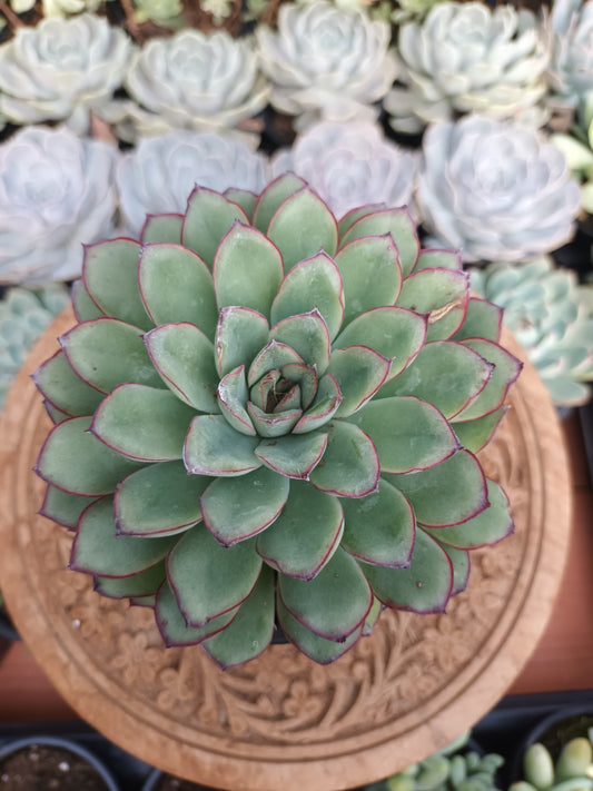 Echeveria 'Pelusida' / xPulidonis