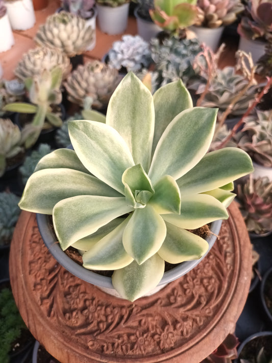 Graptoveria Fred Ives variegata