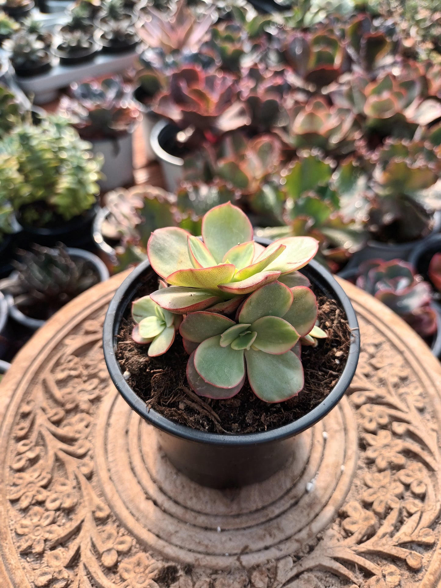 Echeveria Suyon variegata