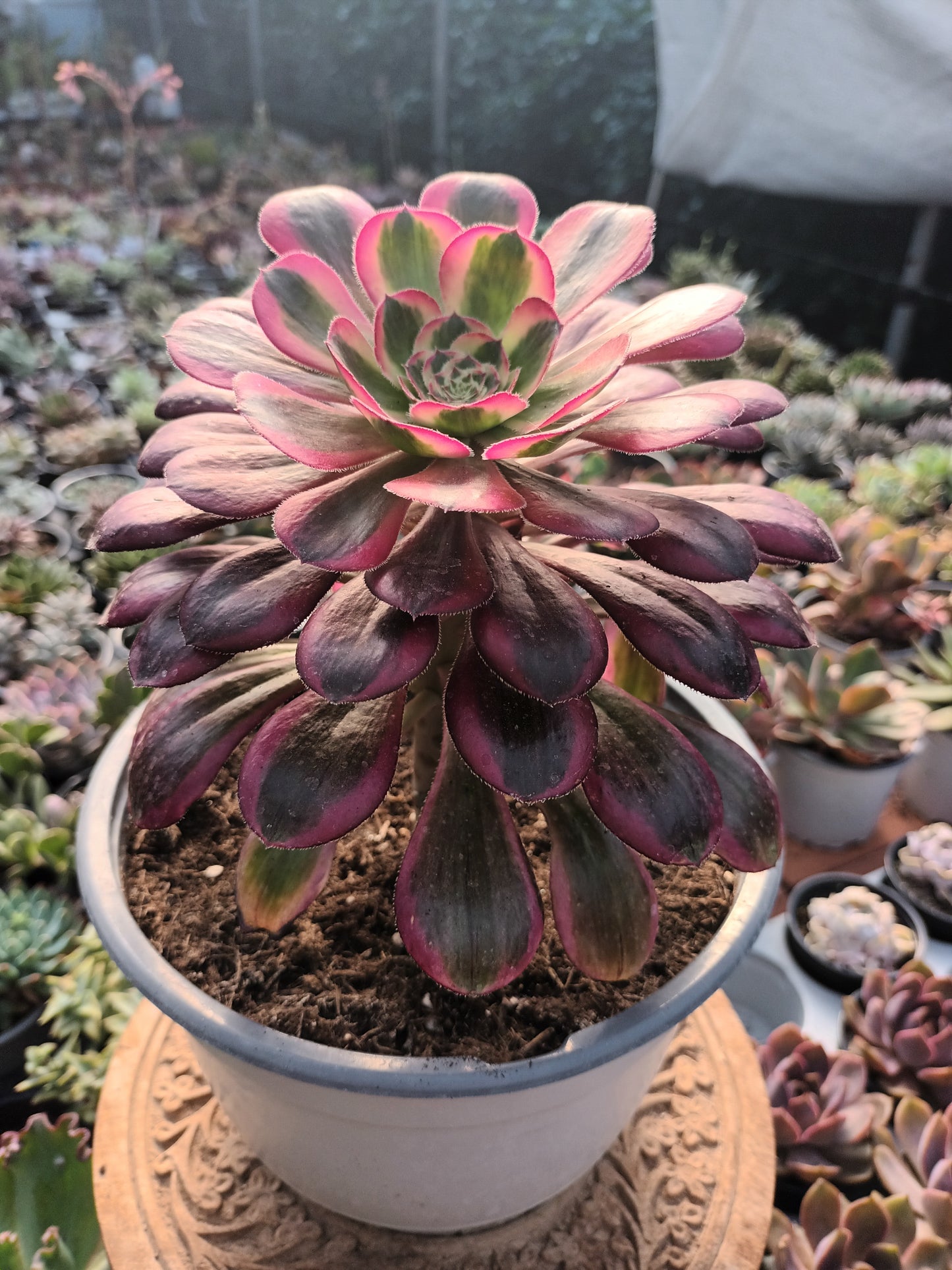 Aeonium chanel