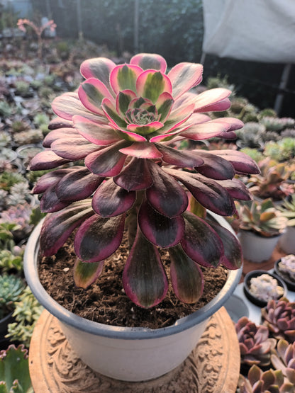 Aeonium chanel