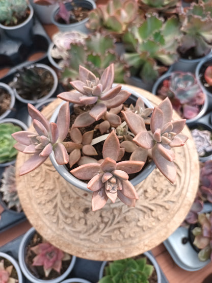 Graptosedum bronce