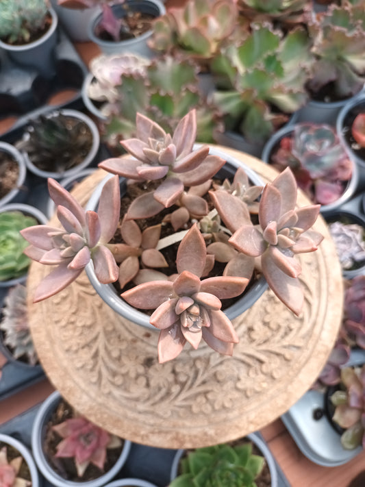 Graptosedum bronce
