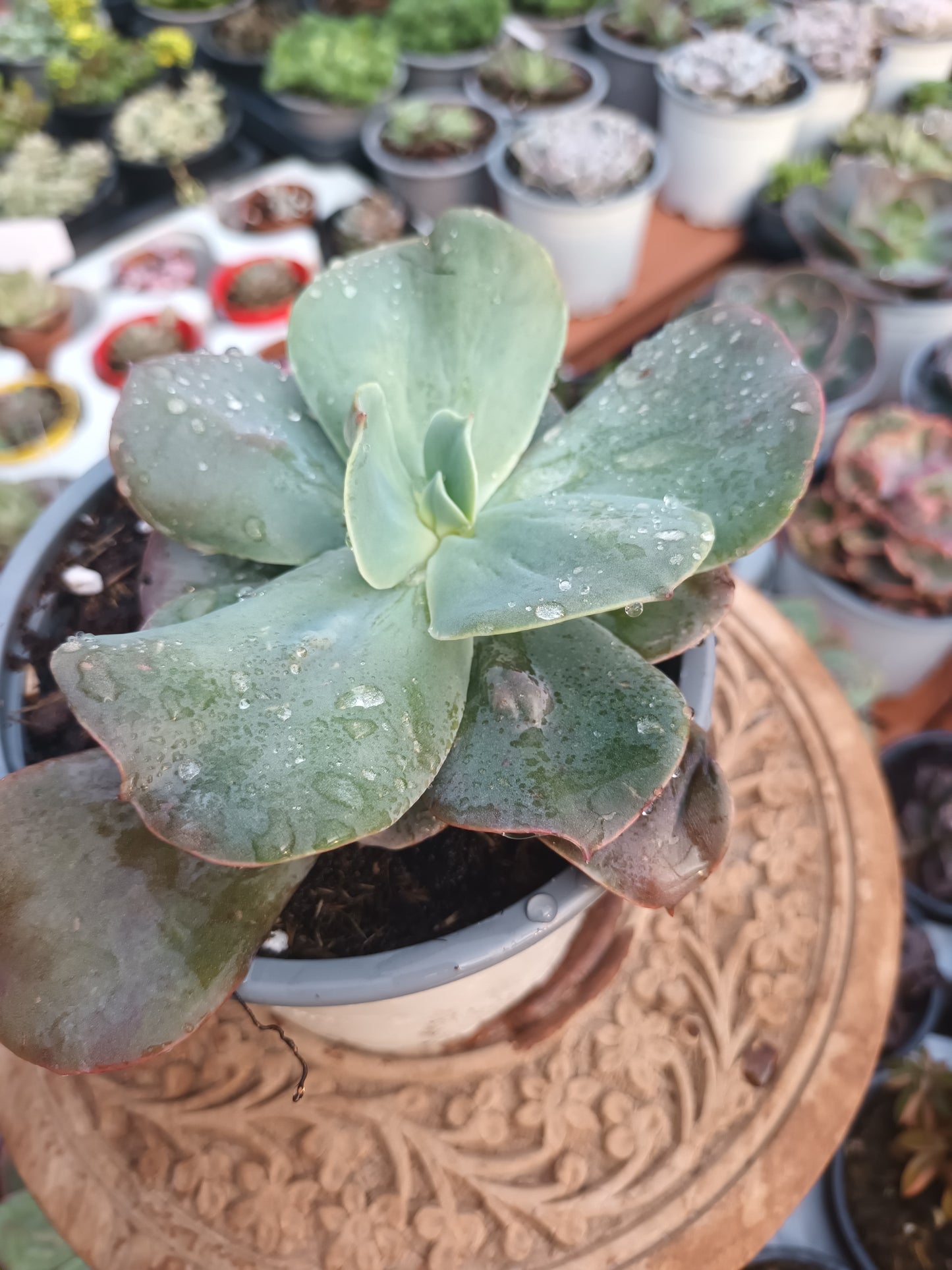 Echeveria gibbiflora Paul Bunyan