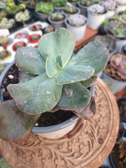 Echeveria gibbiflora Paul Bunyan