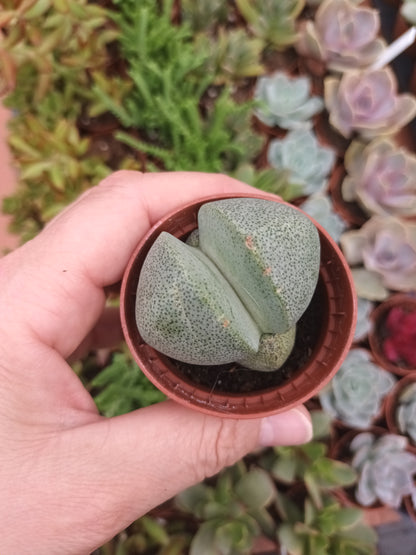 Pleiospilos nelii