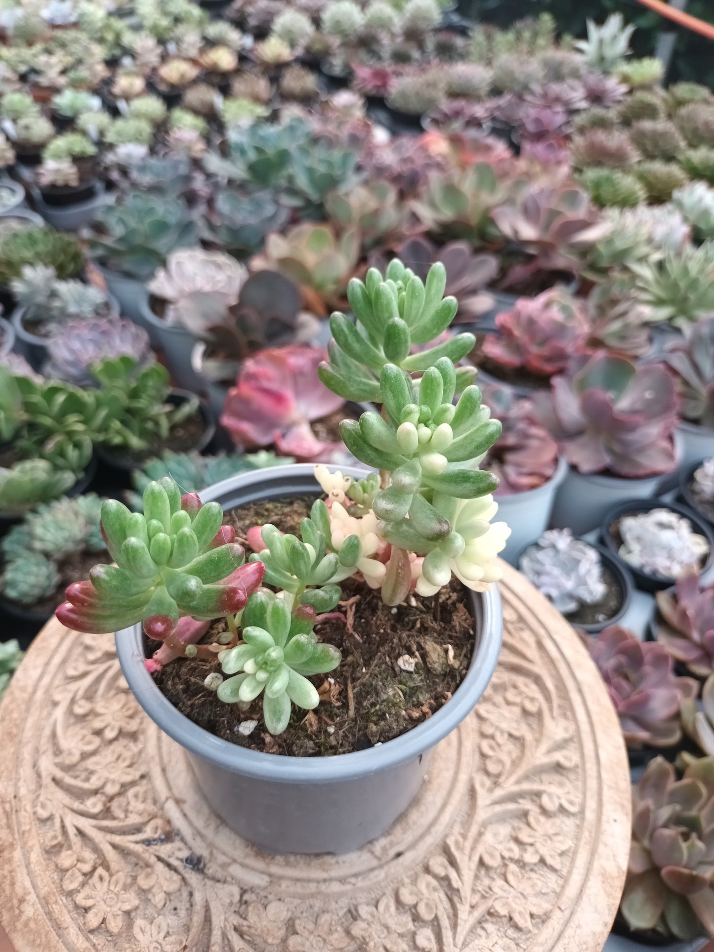 Sedum Rubroticum Aurora