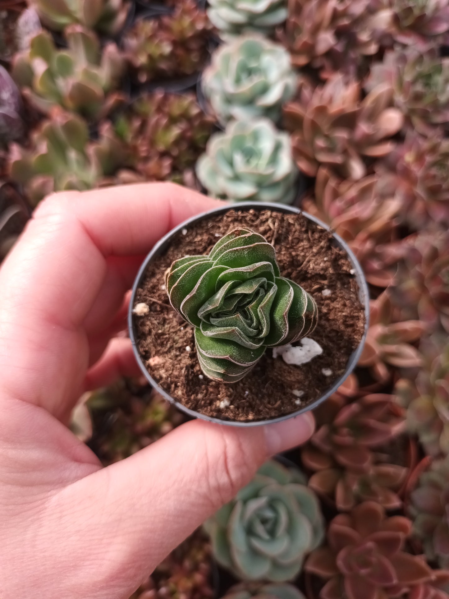 Crassula 'Templo de Buda'