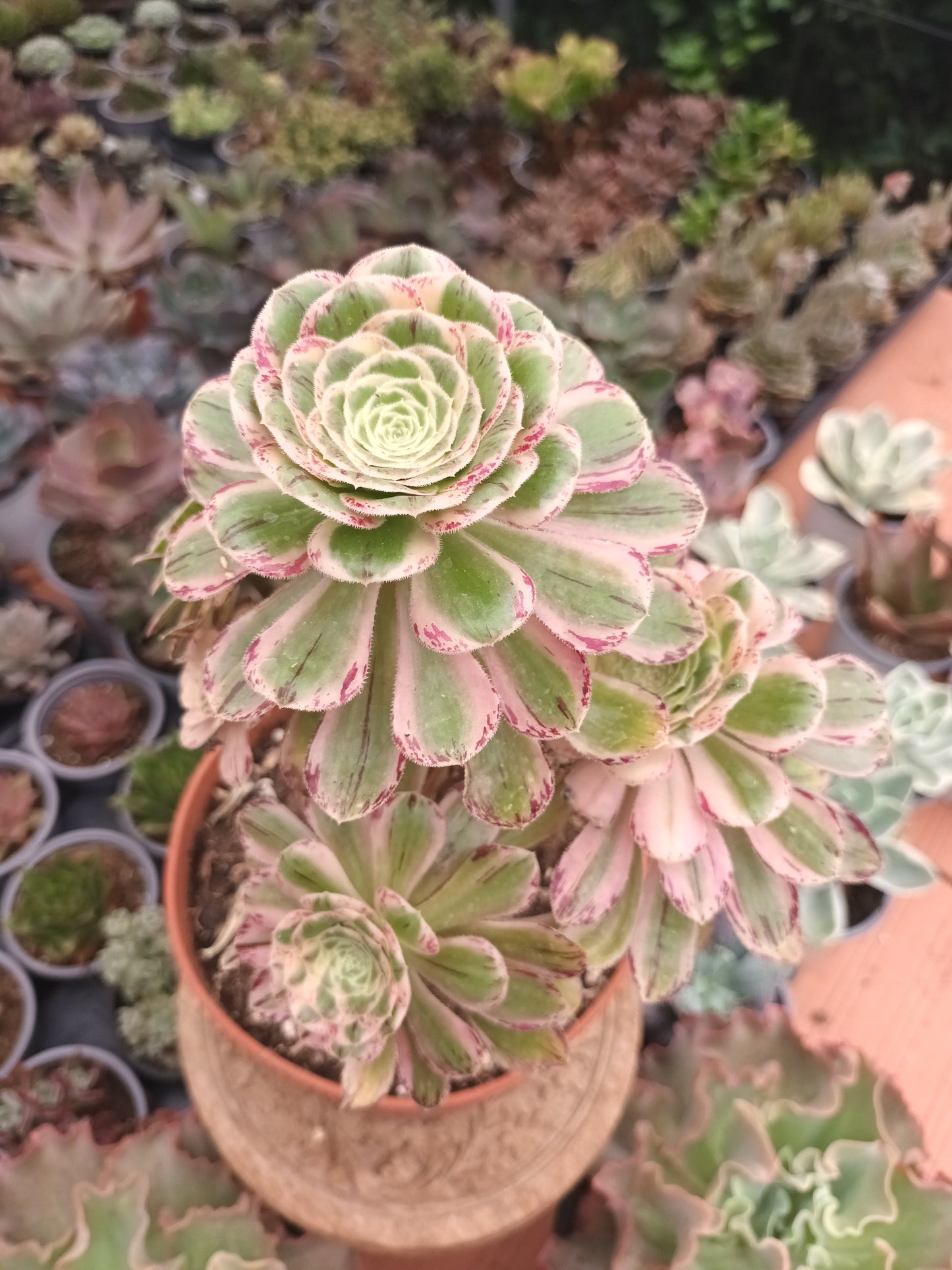 Aeonium rubrolineatum variegata Planta madre