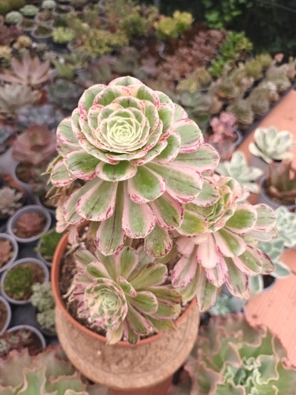 Aeonium rubrolineatum variegata Planta madre