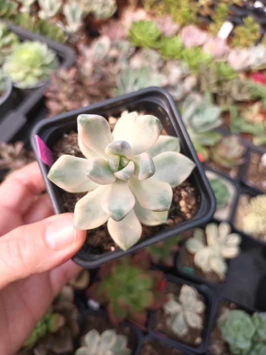 Graptoveria titubans variegata