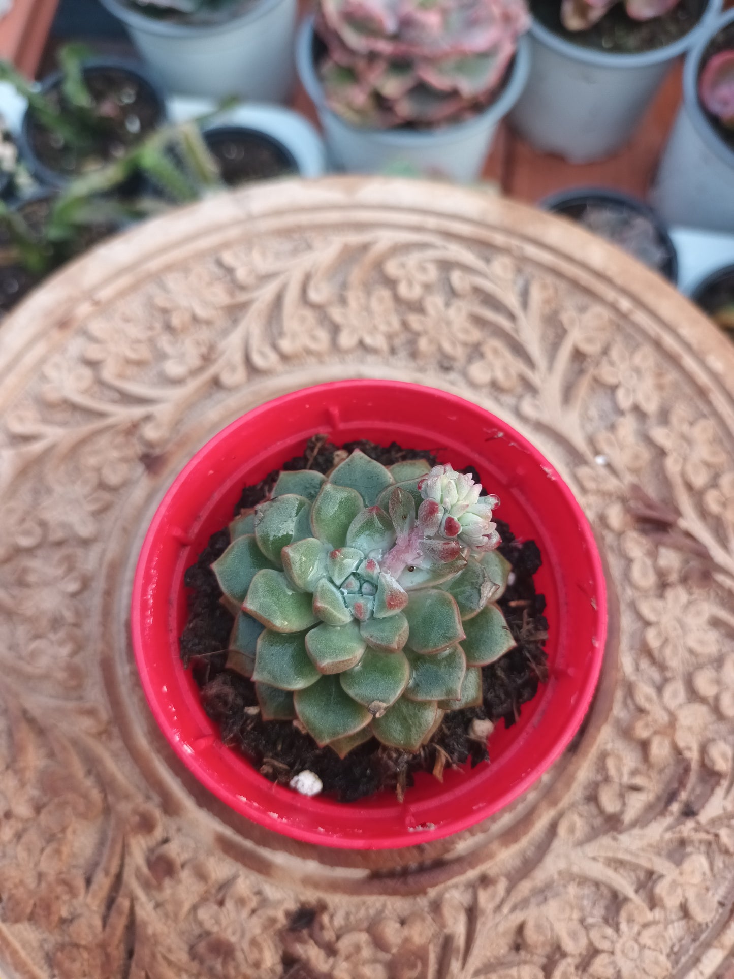Echeveria cremneria expatriata
